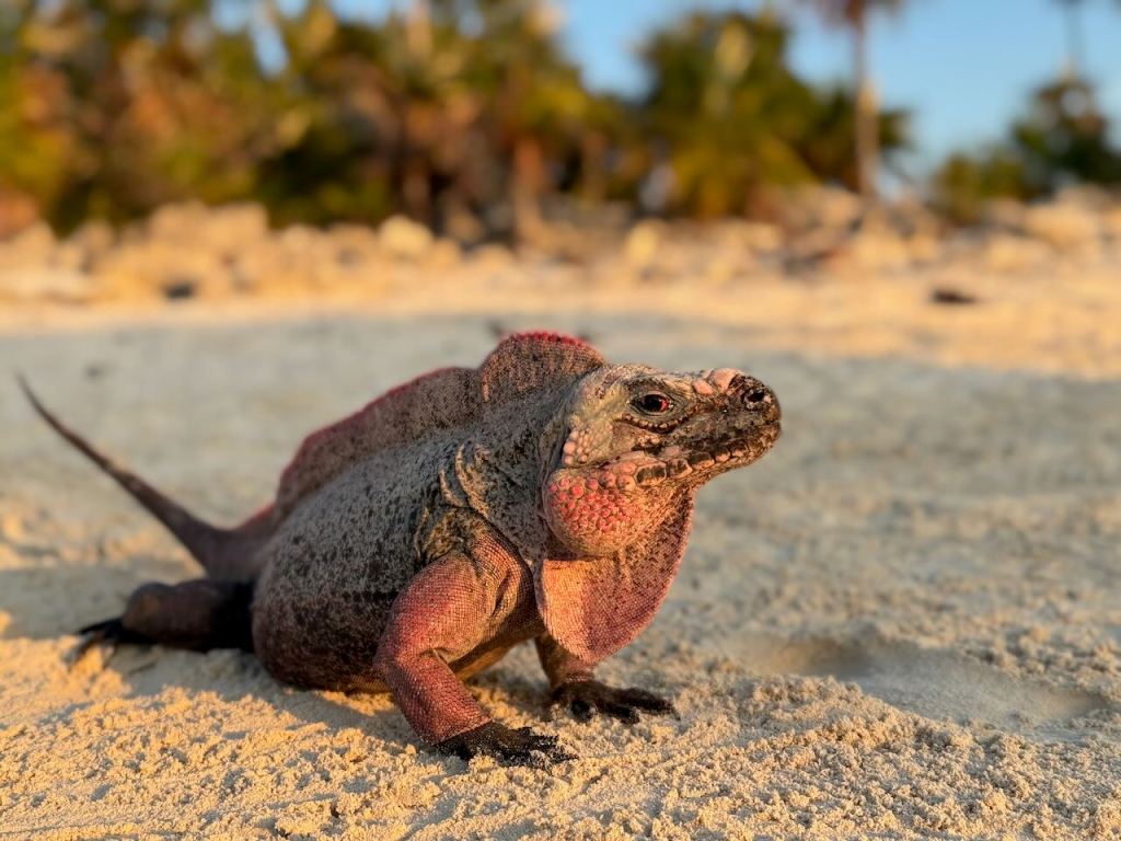 a curious iguana on an Exuma Bahamas beach
