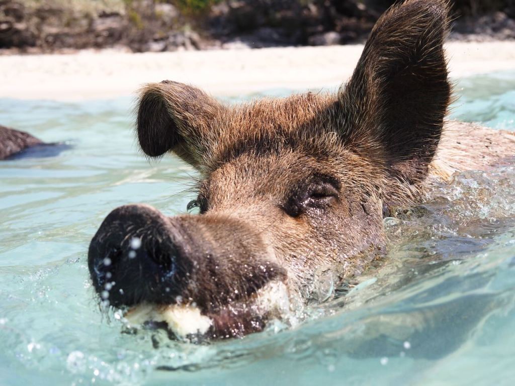a swimming pig at Exuma, Bahamas